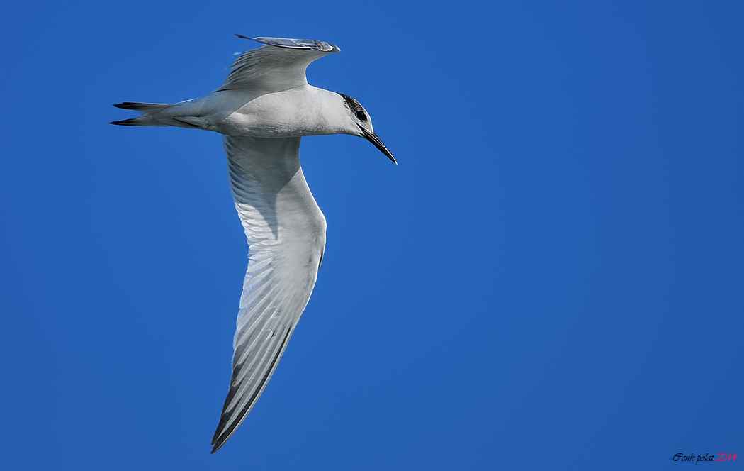 Sandwich Tern